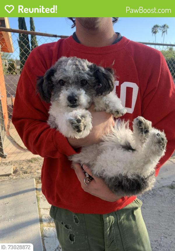 Reunited Male Dog last seen Coronado Street and Marathon Street, Los Angeles, CA 90026