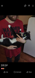 Lost Female Cat last seen Highpoint between hwy 78 and hwy 124, Snellville, GA 30078