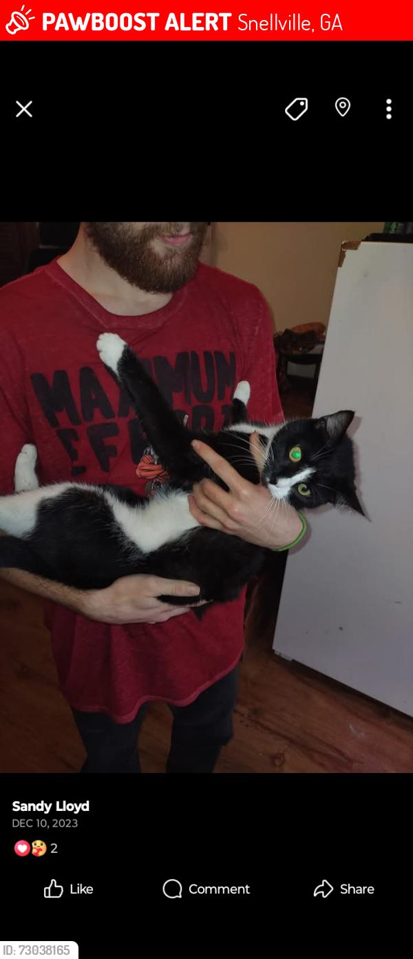 Lost Female Cat last seen Highpoint between hwy 78 and hwy 124, Snellville, GA 30078