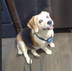 Found/Stray Unknown Dog last seen Harbortowne dr, Springfield Township, MI 48348