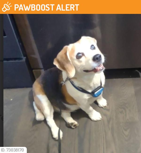 Found/Stray Unknown Dog last seen Harbortowne dr, Springfield Township, MI 48348
