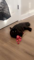 Reunited Male Cat last seen Woodrow, Staten Island, NY, USA, Staten Island, NY 10312