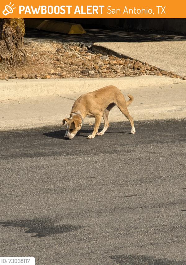 Found/Stray Unknown Dog last seen E Grayson and N Pine St, San Antonio, TX 78208