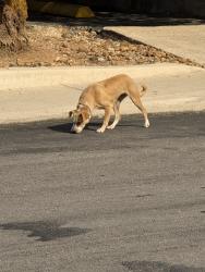Found/Stray Unknown Dog last seen E Grayson and N Pine St, San Antonio, TX 78208