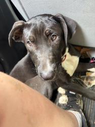 Reunited Male Dog last seen Near Turner McCall Blvd NE, Rome, GA 30161, USA, Rome, GA 30161