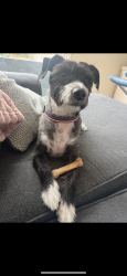 Reunited Male Dog last seen Moraga and Elsinore , San Diego, CA 92117
