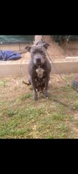 Lost Female Dog last seen La habrá blvd and harbor, La Habra, CA 90631