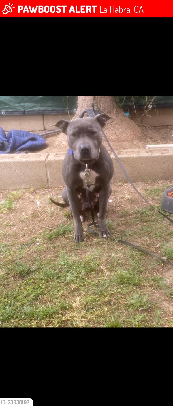 Lost Female Dog last seen La habrá blvd and harbor, La Habra, CA 90631