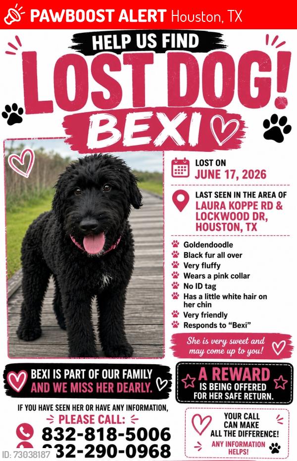 Lost Female Dog last seen Laura kopper and lockwood, Houston, TX 77016