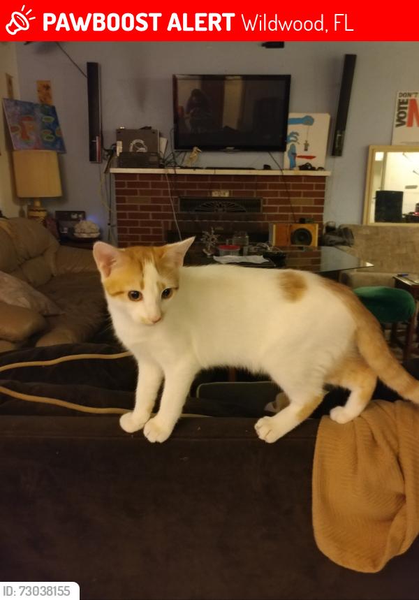 Lost Male Cat last seen Buena Vista and Heritage Blvd , Wildwood, FL 34785