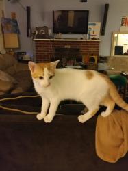 Lost Male Cat last seen Buena Vista and Heritage Blvd , Wildwood, FL 34785