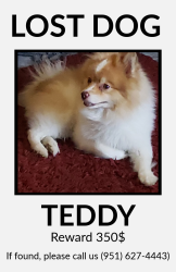Lost Male Dog last seen Eureka street, Perris, CA 92571