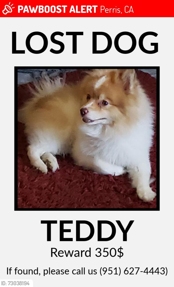 Lost Male Dog last seen Eureka street, Perris, CA 92571