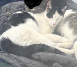 Lost Male Cat last seen Boundary Avenue Below the blvd , Staten Island, NY 10306