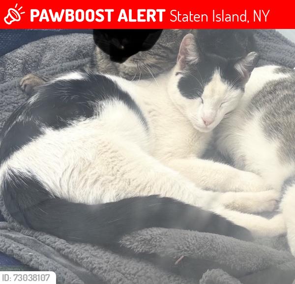 Lost Male Cat last seen Boundary Avenue Below the blvd , Staten Island, NY 10306