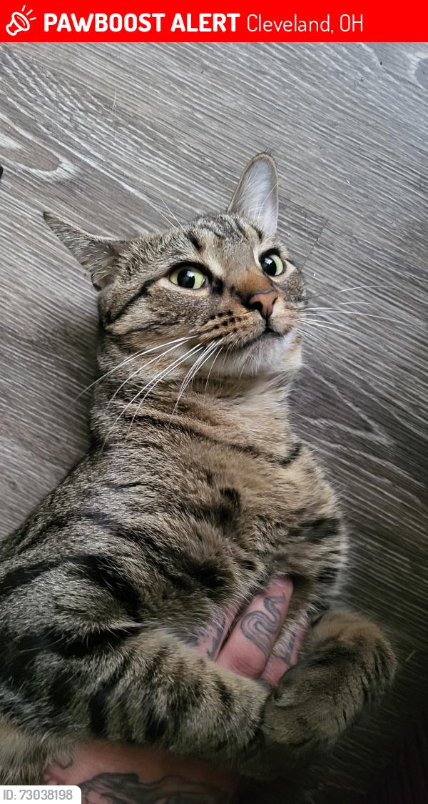 Lost Male Cat last seen Puritas and west 130th, Cleveland, OH 44135