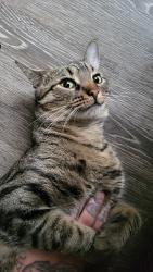Lost Male Cat last seen Puritas and west 130th, Cleveland, OH 44135