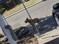 Found/Stray Female Dog last seen Franklin road, Merced, CA 95348