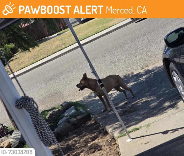 Found/Stray Female Dog last seen Franklin road, Merced, CA 95348