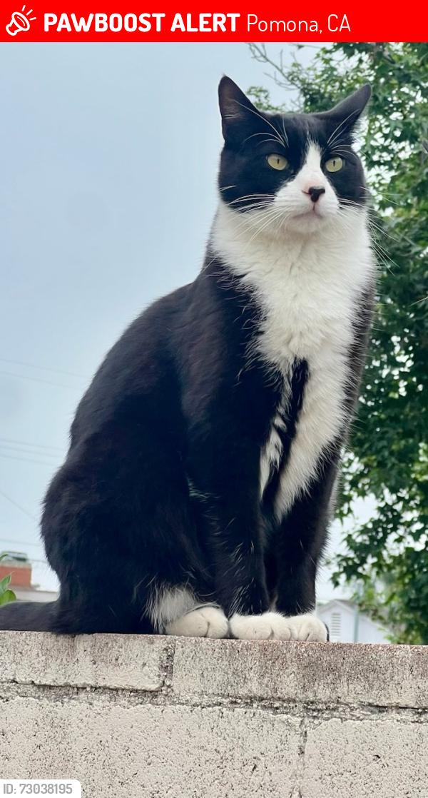Lost Male Cat last seen Gramercy St, Pomona, CA 91767