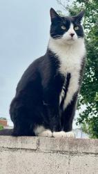 Lost Male Cat last seen Gramercy St, Pomona, CA 91767