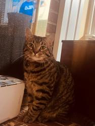 Lost Male Cat last seen Holly Creek Subdivision, Anderson, SC 29621