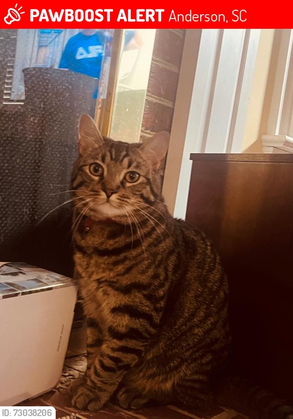 Lost Male Cat last seen Holly Creek Subdivision, Anderson, SC 29621