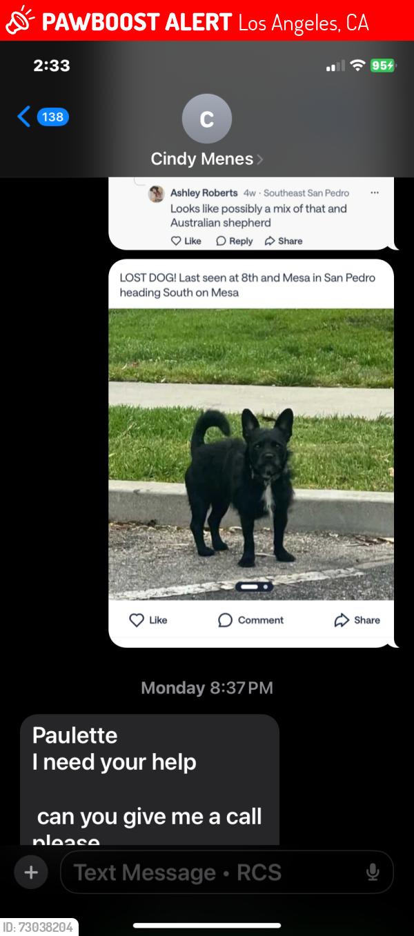 Lost Male Dog last seen Pacific ave, Los Angeles, CA 90731