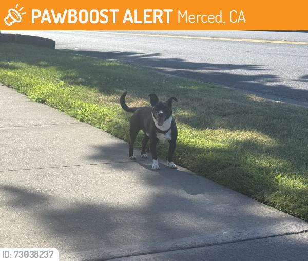 Found/Stray Male Dog last seen Sierra vista apmts, Merced, CA 95348