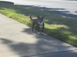 Found/Stray Male Dog last seen Sierra vista apmts, Merced, CA 95348