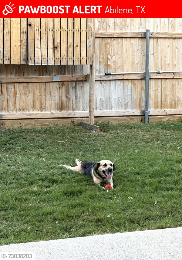 Lost Female Dog last seen Velta Ln, Honor Roll Ct, tradition , Abilene, TX 79606