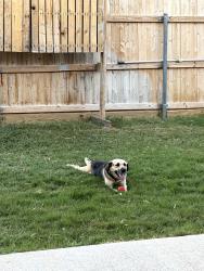 Lost Female Dog last seen Velta Ln, Honor Roll Ct, tradition , Abilene, TX 79606