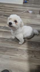 Lost Male Dog last seen Barbee rd , Durham, NC 27713