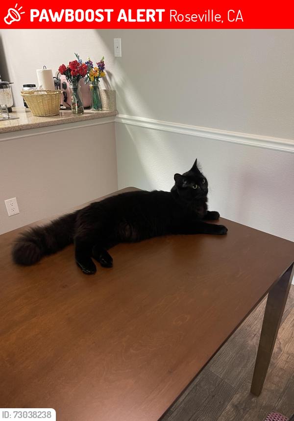 Lost Male Cat last seen Eureka & Professional Dr near Douglas blvd  , Roseville, CA 95661
