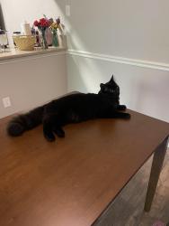 Lost Male Cat last seen Eureka & Professional Dr near Douglas blvd  , Roseville, CA 95661