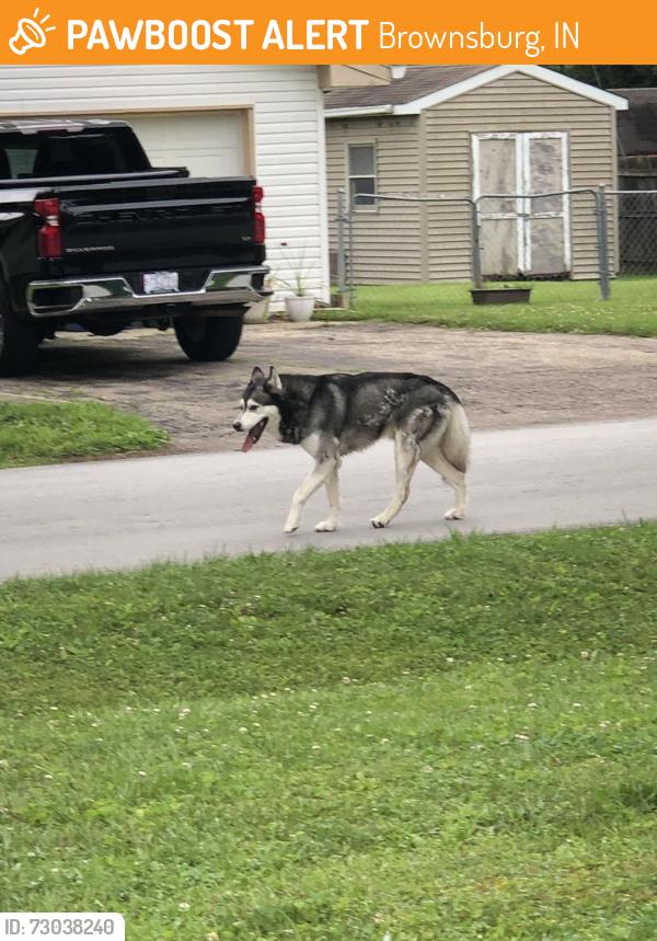 Found/Stray Unknown Dog last seen Old Clermont Heights. 1025 and 136, Brownsburg, IN 46234