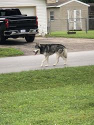 Found/Stray Unknown Dog last seen Old Clermont Heights. 1025 and 136, Brownsburg, IN 46234