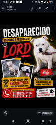 Lost Male Dog last seen Rua maravilhas 47 providência, Providência, MG 