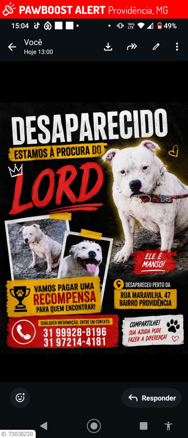 Lost Male Dog last seen Rua maravilhas 47 providência, Providência, MG 