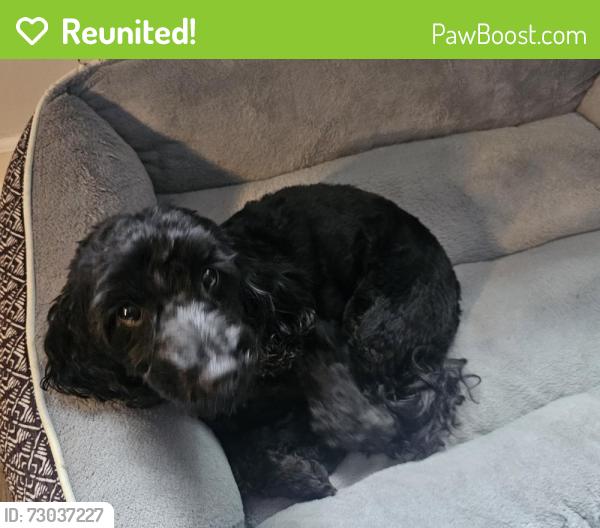 Reunited Female Dog last seen Near Crescent Way , Albrightsville, PA 18210