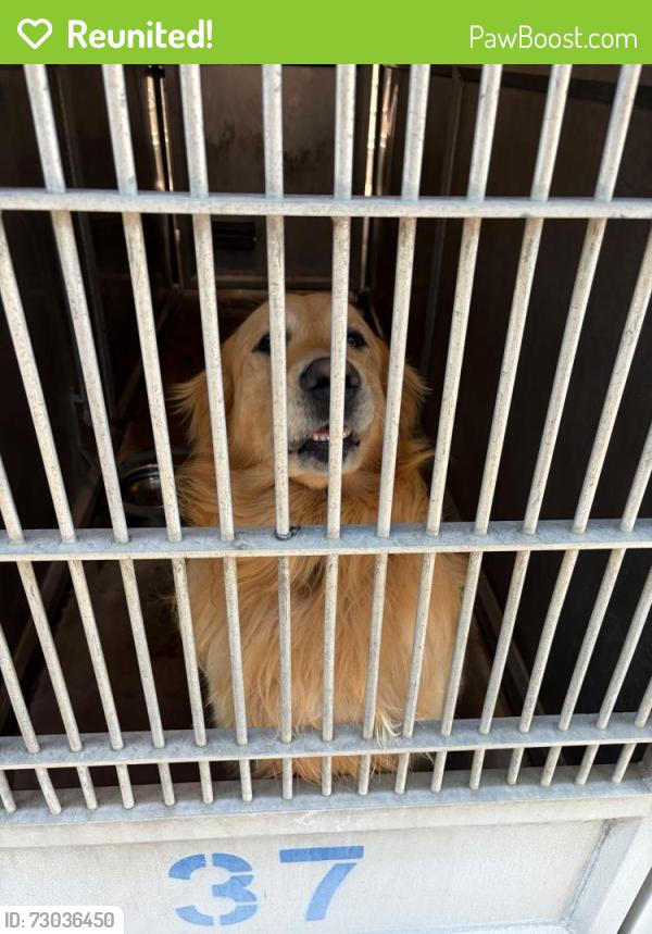 Reunited Male Dog last seen Near legacy Ln el cajon ca, El Cajon, CA 92021