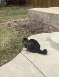 Lost Male Cat last seen McCarty elementary , Aurora, IL 60504