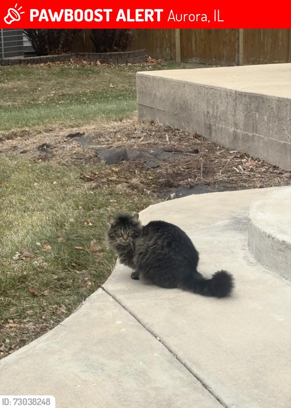 Lost Male Cat last seen McCarty elementary , Aurora, IL 60504
