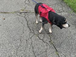 Found/Stray Male Dog last seen Dudley, Indianapolis, IN 46227