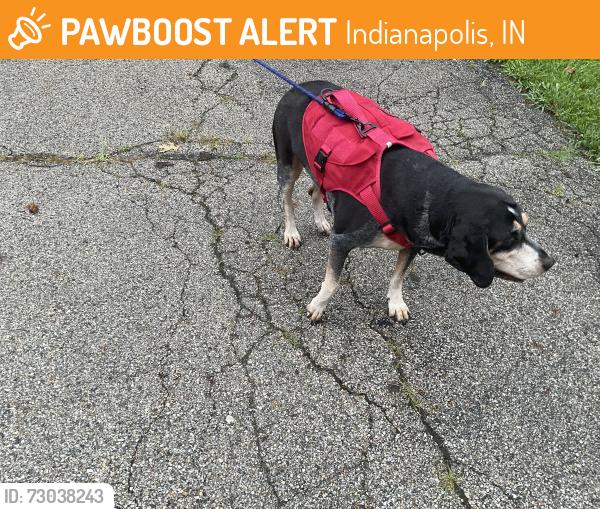 Found/Stray Male Dog last seen Dudley, Indianapolis, IN 46227