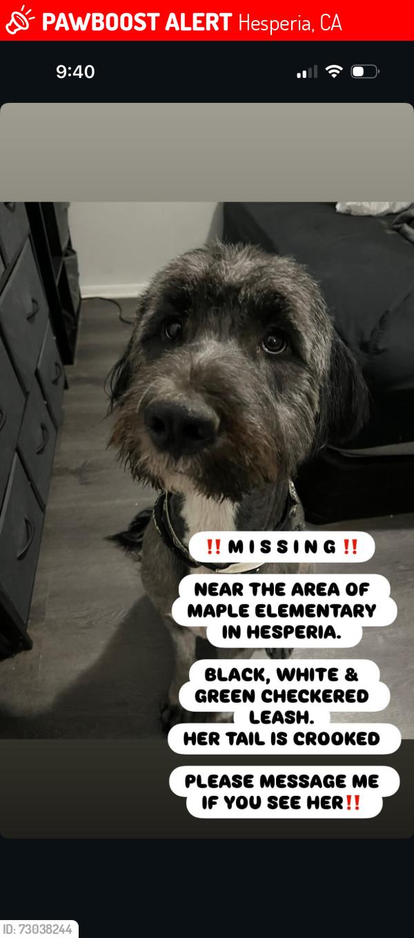 Lost Female Dog last seen Bear valley and maple area, Hesperia, CA 92345