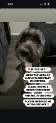 Lost Female Dog last seen Bear valley and maple area, Hesperia, CA 92345