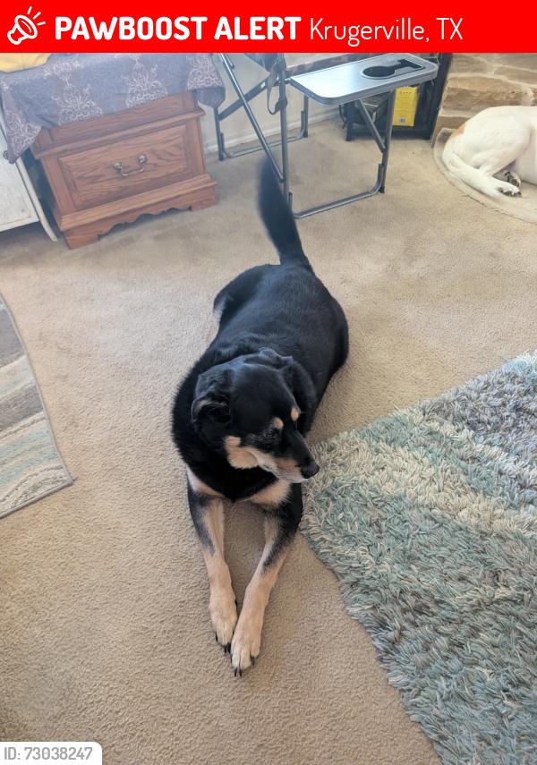 Lost Female Dog last seen Vernon and Jasper, Krugerville, TX 76227
