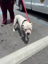 Shelter Stray Male Dog last seen , 5302 Stone St, Chattanooga, TN 37412, USA