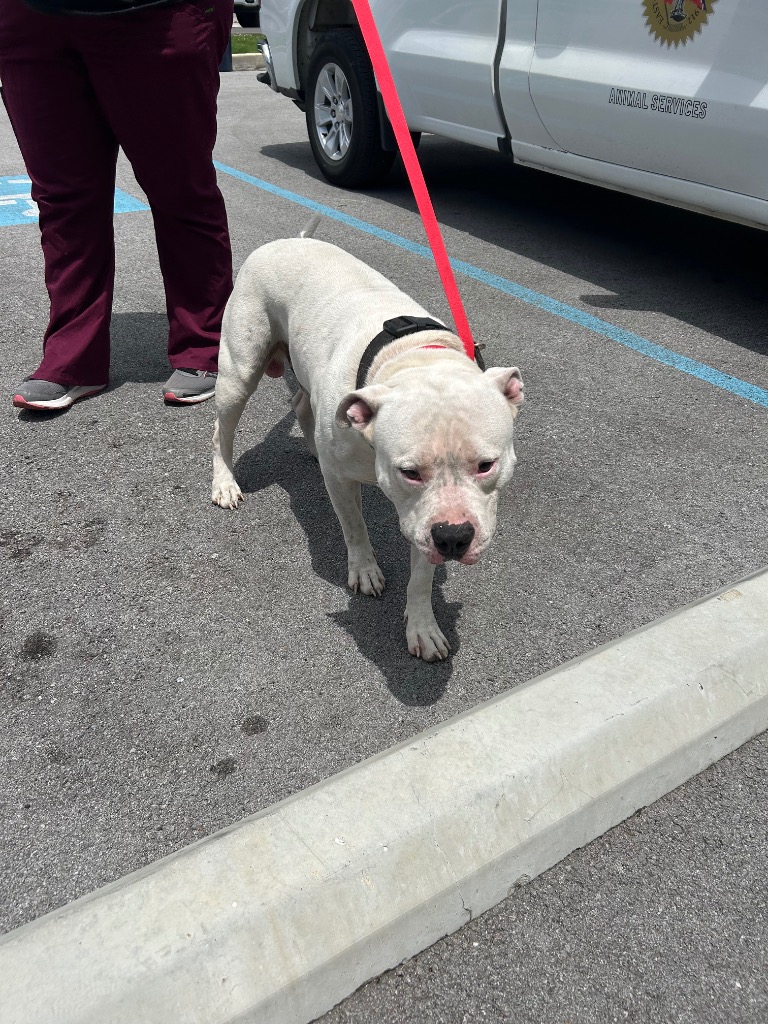 Shelter Stray Male Dog last seen , 5302 Stone St, Chattanooga, TN 37412, USA